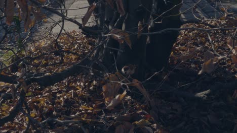 Little-birds-on-tree-branches-in-autumn
