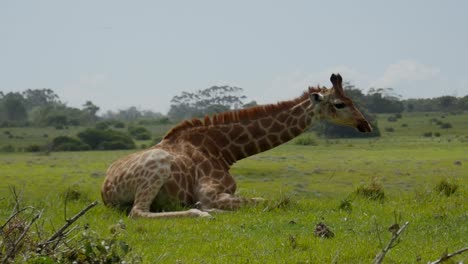 Giraffe-balances-its-body,-bends-legs-to-lay-down-on-the-hillside-and-rest