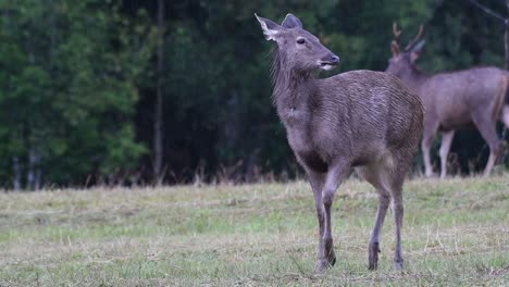 The-Sambar-Deer-is-a-Vulnerable-species-due-to-habitat-loss-and-hunting
