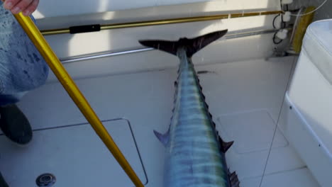 Man-uses-gaff-hook-to-pull-large-hooked-fish-onto-boat,-close-up-slow-mo