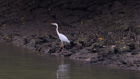A-beautiful-Grey-Heron-walking-carefully-by-the-edge-of-a-muddy-riverbank---Mid-shot