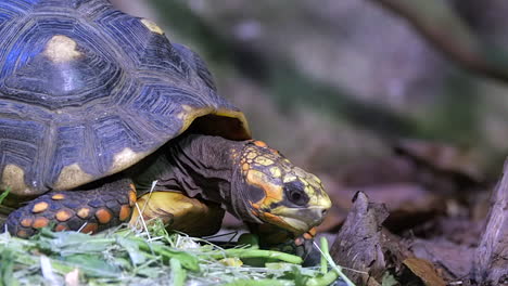 A-yellow-footed-tortoise-eating-healthy-green-leaves-on-the-ground---close-up