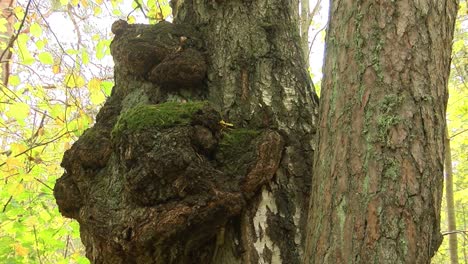 Birch-wart-looks-like-a-bear-sleeping-with-paws-holding-a-tree