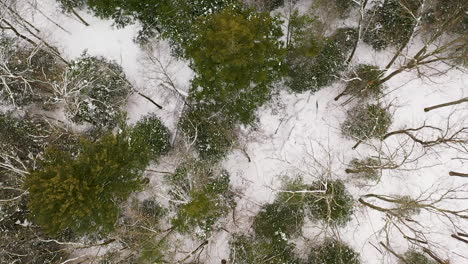 Aerial-overhead-shot-of-green-forest-and-snowy-ground,-forward-motion