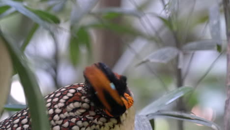 A-Cabot-Tragopan-is-grooming-itself-in-the-ground,-close-up,-slow-mo-shot