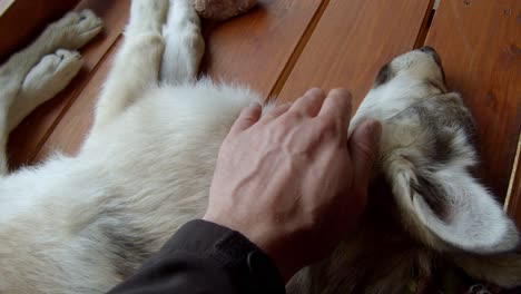 Petting-a-sleeping-timber-wolf-pup-on-the-porch