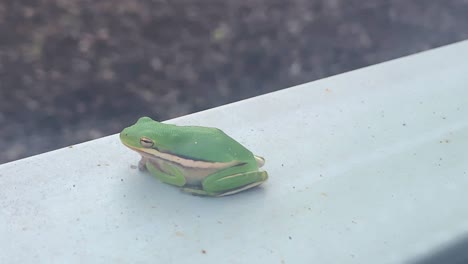 Frog-sitting-on-window-seal