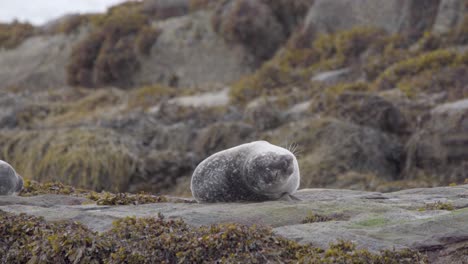 Cute-Harbour-Seal-pup-hopping-to-get-comfortable-and-closing-it's-eyes-on-rocky-coast