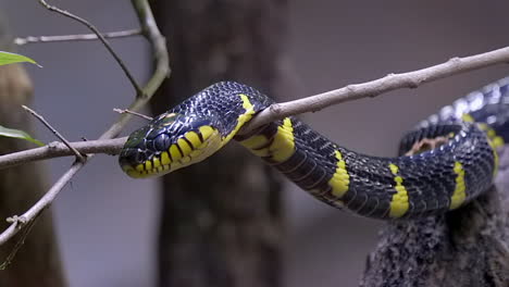 A-black-and-yellow-Mangrove-snake-resting-it's-head-on-a-tree-branch---close-up