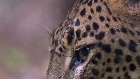 Porträt-Eines-Wilden-Leoparden,-Der-Mit-Den-Augen-Blinzelt