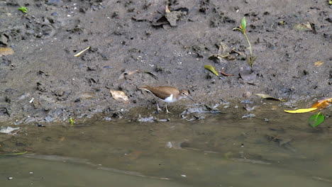 A-beautiful,-small-Sandpiper-bird-walking-slowly-by-the-edge-of-the-water-on-a-muddy-riverbank-while-bouncing-his-body---Mid-shot