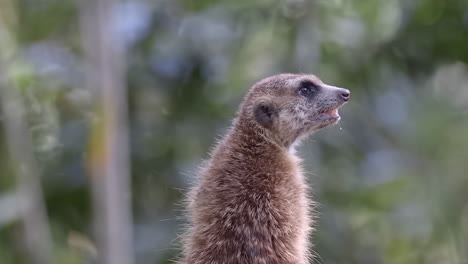 A-lone-Meerkat-looking-to-the-right-with-it's-mouth-open,-seeing-something,-blurred-background---Close-up