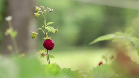 Isolated-single-wild-strawberry---wood-strawberry-slowly-blowing-in-the-wind-in-a-forest-with-a-meadow-in-the-background-in-southern-Sweden