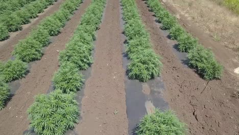 Industrial-Hemp-Field-farmed-in-rows-with-multiple-cultivars-and-strains-aerial-view-drone-4k-shot-in-August-2019-in-Oregon