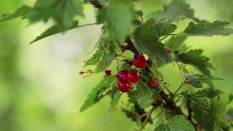 Red-currant-berries-on-a-bush-ready-to-be-picked-blowing-gently-in-the-wind-during-a-warm-summer-day