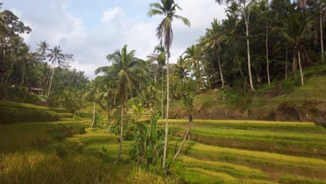 Zeitlupenschwenk-Von-Tegalalang-Reisfeldern-In-Ubud,-Bali,-Indonesien
