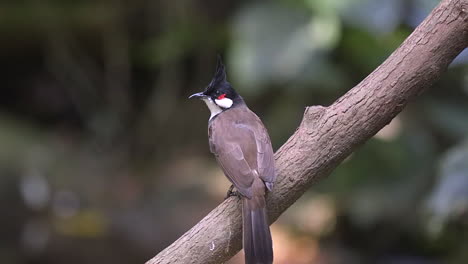 Full-body-shot-of-a-red-whiskered-bulbul-that-perch-on-a-tree-log