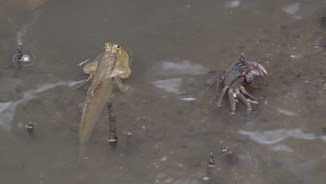 A-Mudskipper-fish-and-Mud-crab-beside-each-other,-resting---Close-up