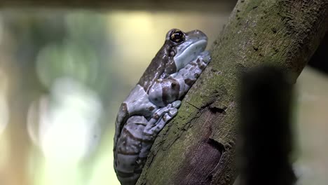 Amazon-Milk-Frog-resting-on-tree-branch