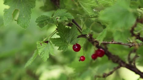 Red-currant-berries-ready-to-be-picked-on-a-bush-with-the-leaves-blowing-in-the-wind-during-a-warm-summer-day
