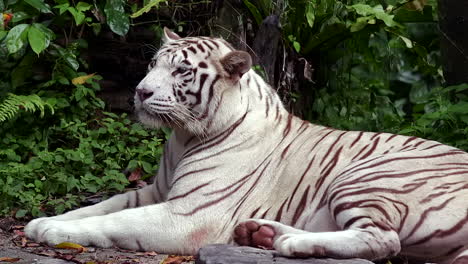 Especies-En-Peligro-De-Extinción-Tigre-Blanco-Relajante