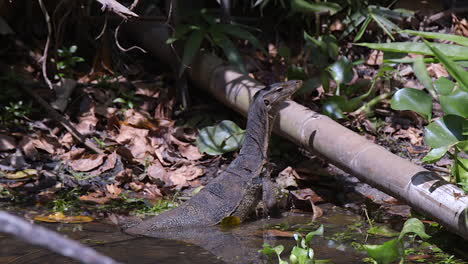 A-Malaysian-water-monitor-lizard-lifting-it's-head-above-a-pipe-in-the-forest-to-look-at-it's-surroundings---Mid-shot