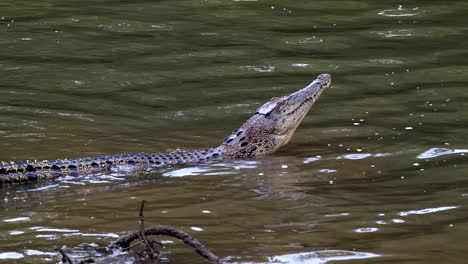 A-juvenile-Estuarine-crocodile-raising-it's-head-while-submerged-in-water---Slow-motion
