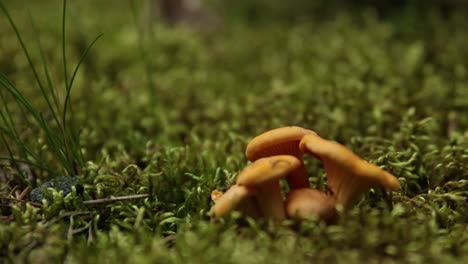 First-small-chanterelle-mushrooms-of-the-season-growing-in-the-moss-inside-a-Swedish-forest-during-early-summer-with-a-small-ant-crawling-and-trying-to-climb-the-mushroom