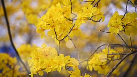 Ein-Nahschuss-Der-Schönen-Gelben-Blumen-Des-Guayacan-baums-In-Colimes,-Ecuador