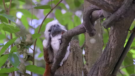A-beautiful,-furry-white-Tamarin-on-a-tree-branch,-scratching-his-ear---Slow-motion