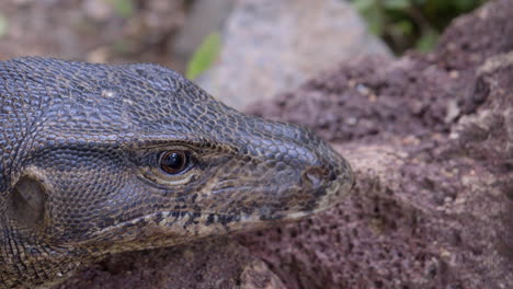 A-Malaysian-Water-Monitor-Lizard-Looking-At-Its-Surroundings,-With-Eyes-Fiercely---Close-Up-Shot