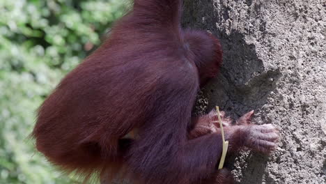 Orangután-Juvenil-Alimentándose-De-Hojas