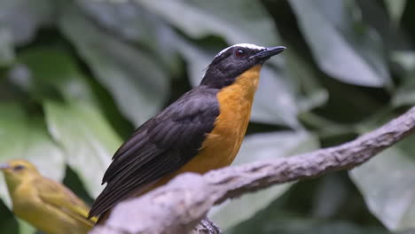 A-beautiful-White-Crowned-Robin-perched-on-a-tree-branch-chirping-and-calling---Close-up