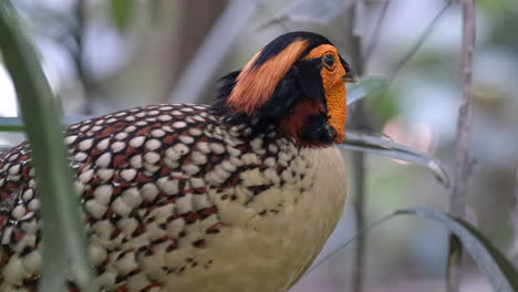 A-Cabot-Tragopan-is-grooming-itself-in-the-ground,-close-up