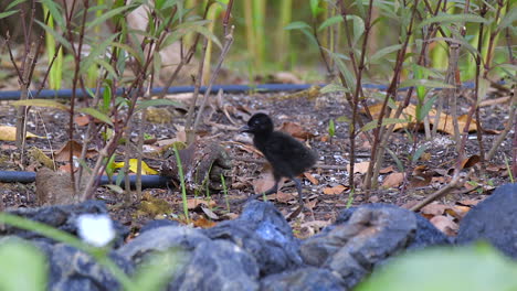 A-White-Breasted-Waterhen-baby-chick-walking-on-the-forest-floor---Slow-motion