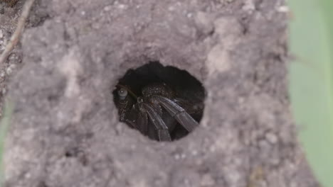 A-Mud-Crab-hidden-in-it's-burrow-resting---Close-up