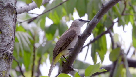 A-Yellow-Vented-Bulbul-perched-on-a-tree-branch,-side-view,-then-flying-away---Close-up