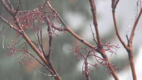 Rain-drops-falling-on-burgundy-tree-branches