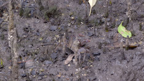 A-Tiny-Mud-Crab-Slowly-Walking-Away-On-A-Muddy-Ground---Close-Up-Shot