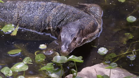 The-Exotic-Malaysian-Water-Monitor-Lizard-Sticking-Out-Its-Tongue-To-Get-Food-On-The-Water---Close-Up-Shot