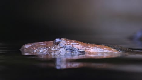 Green-Anaconda-Head-Emerges-From-The-Water--Closeup-Shot-1