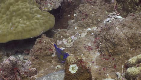 Blauer-Ring-Kaiserfisch,-Der-über-Dem-Korallenriffgebiet-In-Koh-Tao,-Thailand-Schwimmt