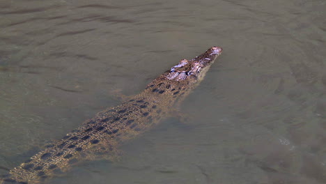 A-Huge-Estuarine-Crocodile-Slowly-Submerging-Itself-On-The-Shallow-Waters---Close-Up-Shot