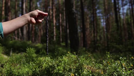 Hand-holding-fresh-blueberries-hanging-on-a-straw-picked-in-a-Swedish-forest