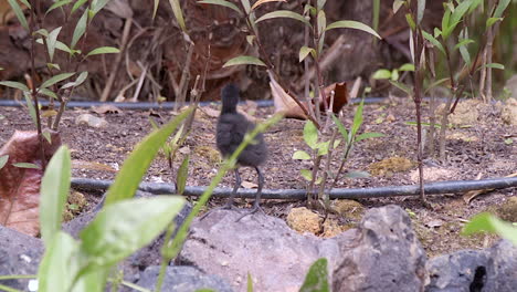 White-Breasted-Waterhen-Chick-Standing-On-The-Big-Rock-Beside-The-Pond-Searching-For-Food---Close-Up-Shot