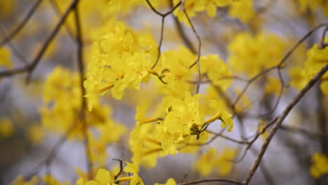 Close-slow-motion-shot-of-the-beautiful-yellow-flowers-of-the-guayacan-tree-in-Colimes,-Ecuador