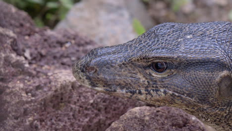 A-Malaysian-water-monitor-lizard-shifting-it's-sights-on-something-else-on-the-ground---Close-up
