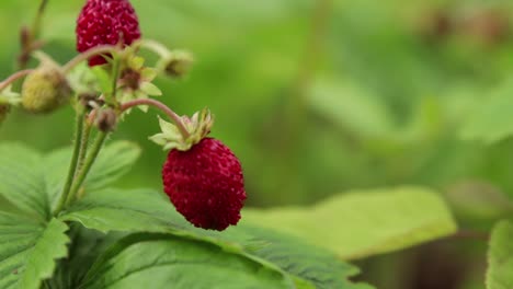 Close-up-of-a-wild-strawberry-on-a-small-bush-with-green-background-and-shallow-depth-of-field