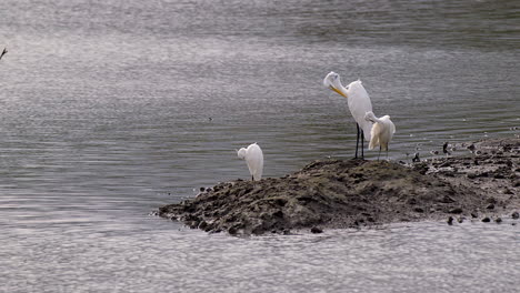 Lovely-Egrets-Standing-On-the-Edge-Of-The-River-While-Grooming-Themselves---Medium-Shot