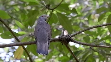 Indian-Cuckoo-perch-on-tree-and-looks-around